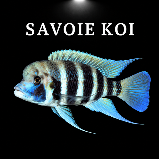 Cyphotilapia frontosa cichlidé du lac Tanganyika en aquarium