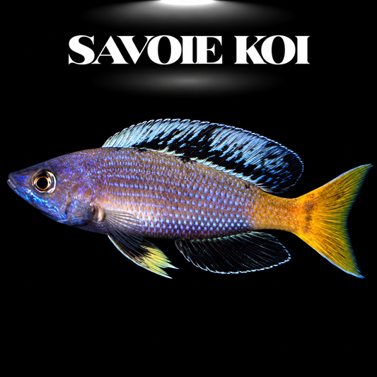 Cyprichromis leptosoma "Jumbo" Kitumba 5-6 cm — mâle en pleine eau, reflets bleus électriques et nageoires jaunes, fond noir, SAVOIE KOI