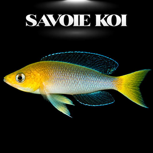 Cyprichromis leptosoma "Jumbo" Yellow Mpimbwe 4-5 cm — mâle bleu cobalt queue jaune éclatante en pleine eau, fond noir, SAVOIE KOI