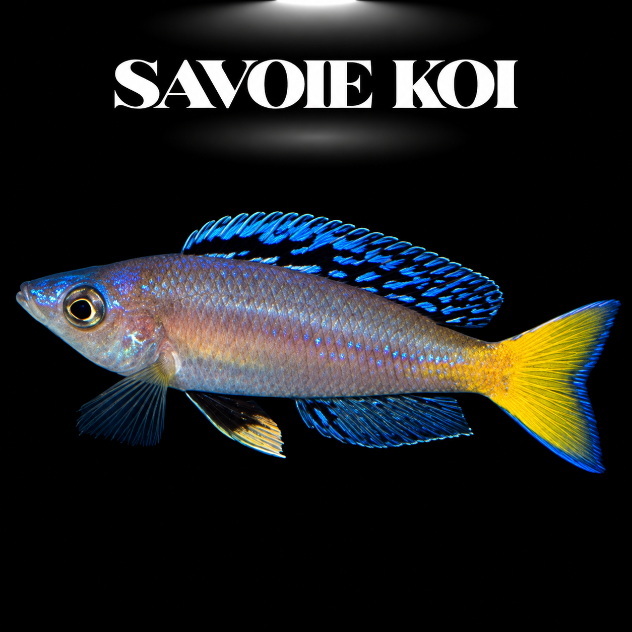 Cyprichromis leptosoma Mpulungu 5-6 cm — mâle bleu vif en pleine eau, fond noir, SAVOIE KOI
