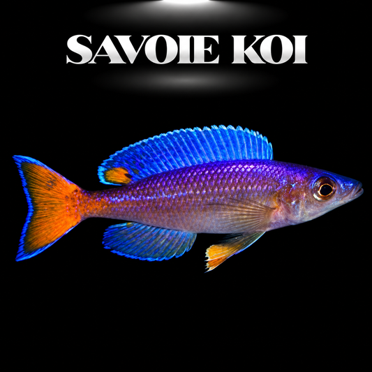 Cyprichromis leptosoma Utinta 5-6 cm — mâle bleu acier en pleine eau, fond noir, SAVOIE KOI