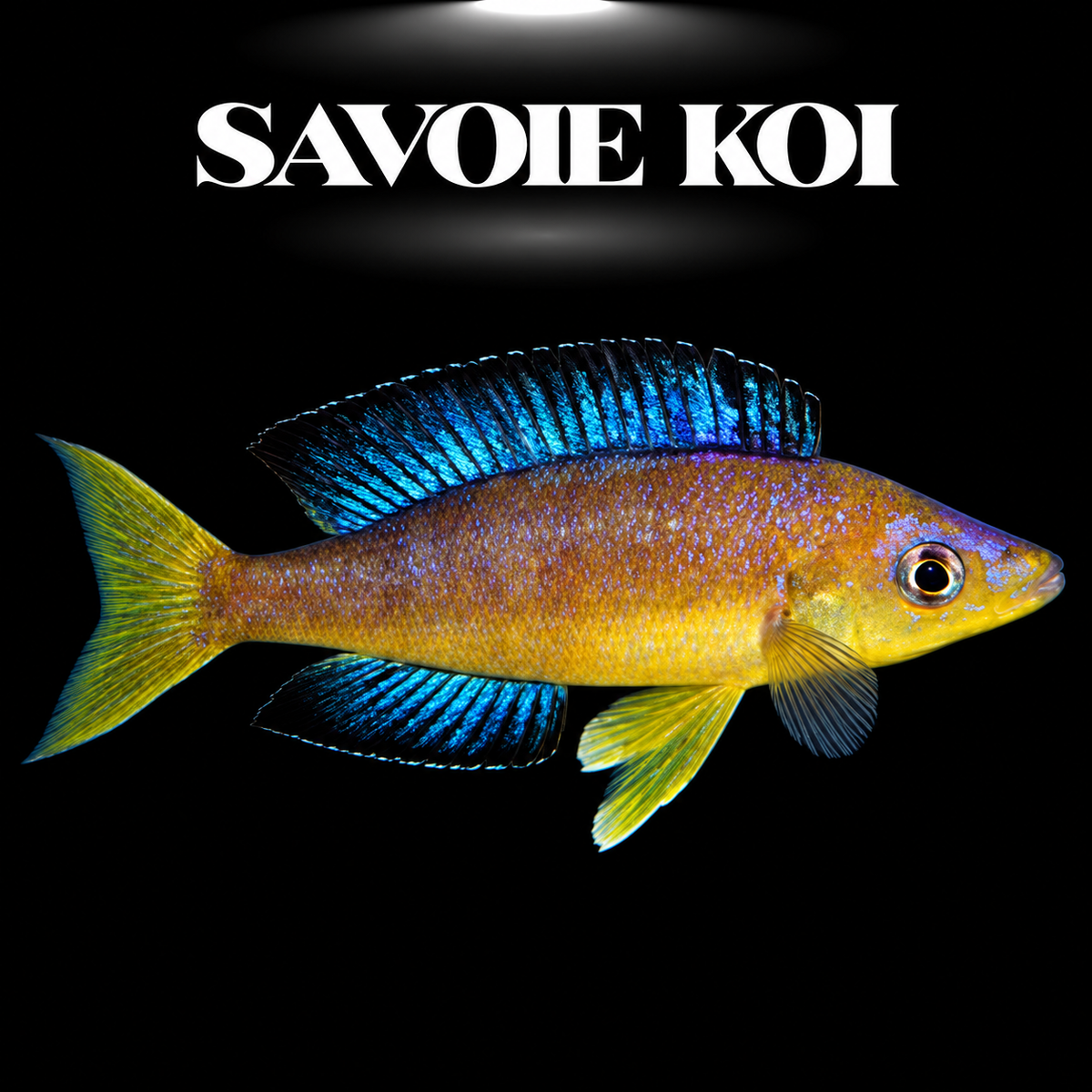 Cyprichromis microlepidotus Bulu Point 4-5 cm — mâle jaune-or et bleu en pleine eau, fond noir, SAVOIE KOI