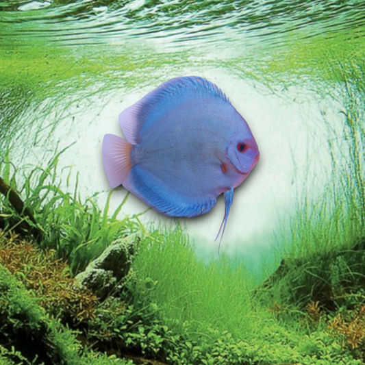 Discus Blue Diamond 7-9 cm - Symphysodon à robe bleue turquoise éclatante avec reflets métalliques