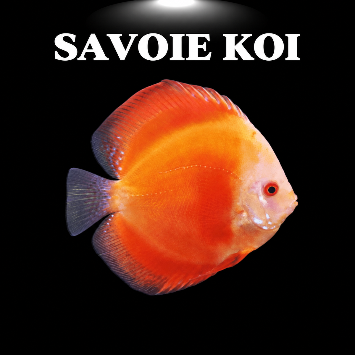 Discus Marlboro Red 7-9 cm - Symphysodon à robe rouge intense pour aquarium planté