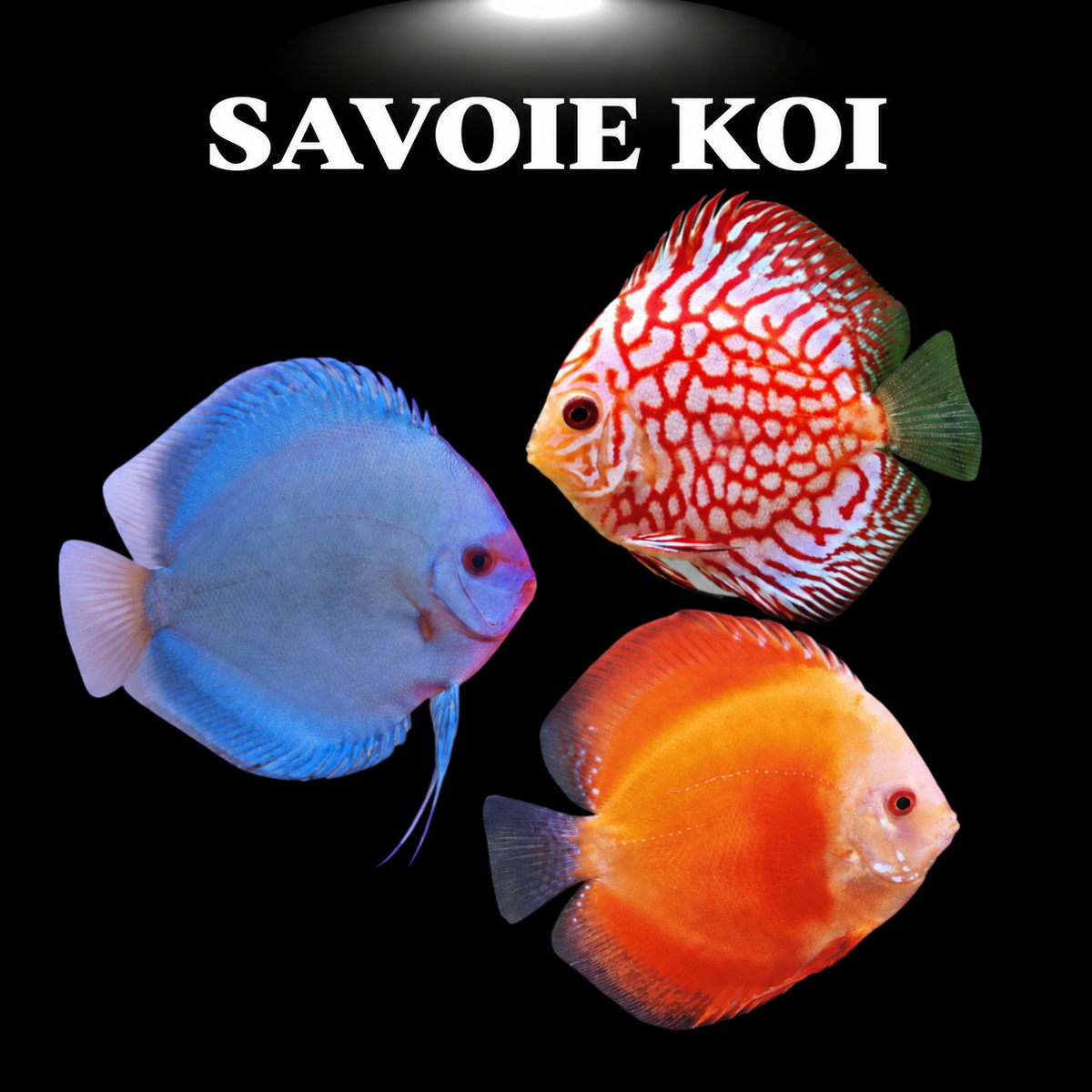 Discus Mix - Symphysodon forme disque ronde couleurs éclatantes variétés mélangées aquarium tropical planté eau chaude