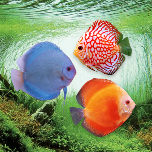 Discus Mix - Symphysodon forme disque ronde couleurs éclatantes variétés mélangées aquarium tropical planté eau chaude