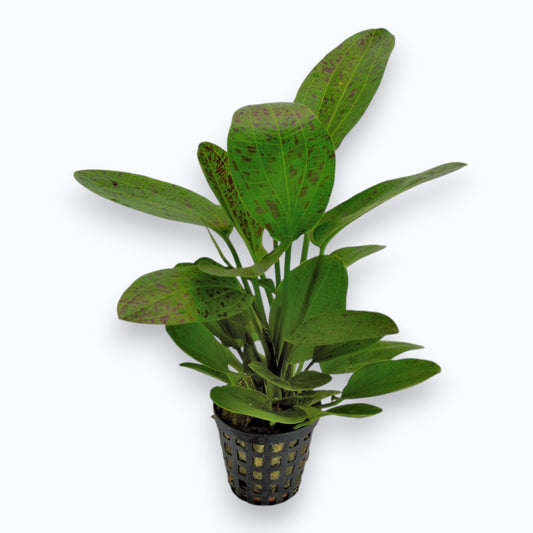 Echinodorus ozelot green - Plante d'aquarium verte tachetée pour aquascaping