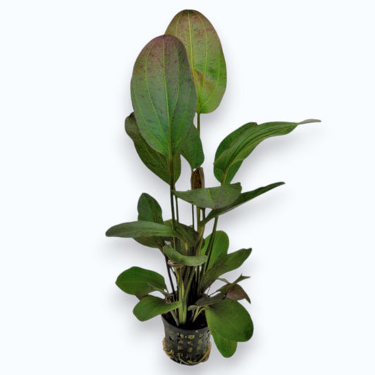 Echinodorus ozelot red - Plante d'aquarium rouge tachetée pour aquascaping