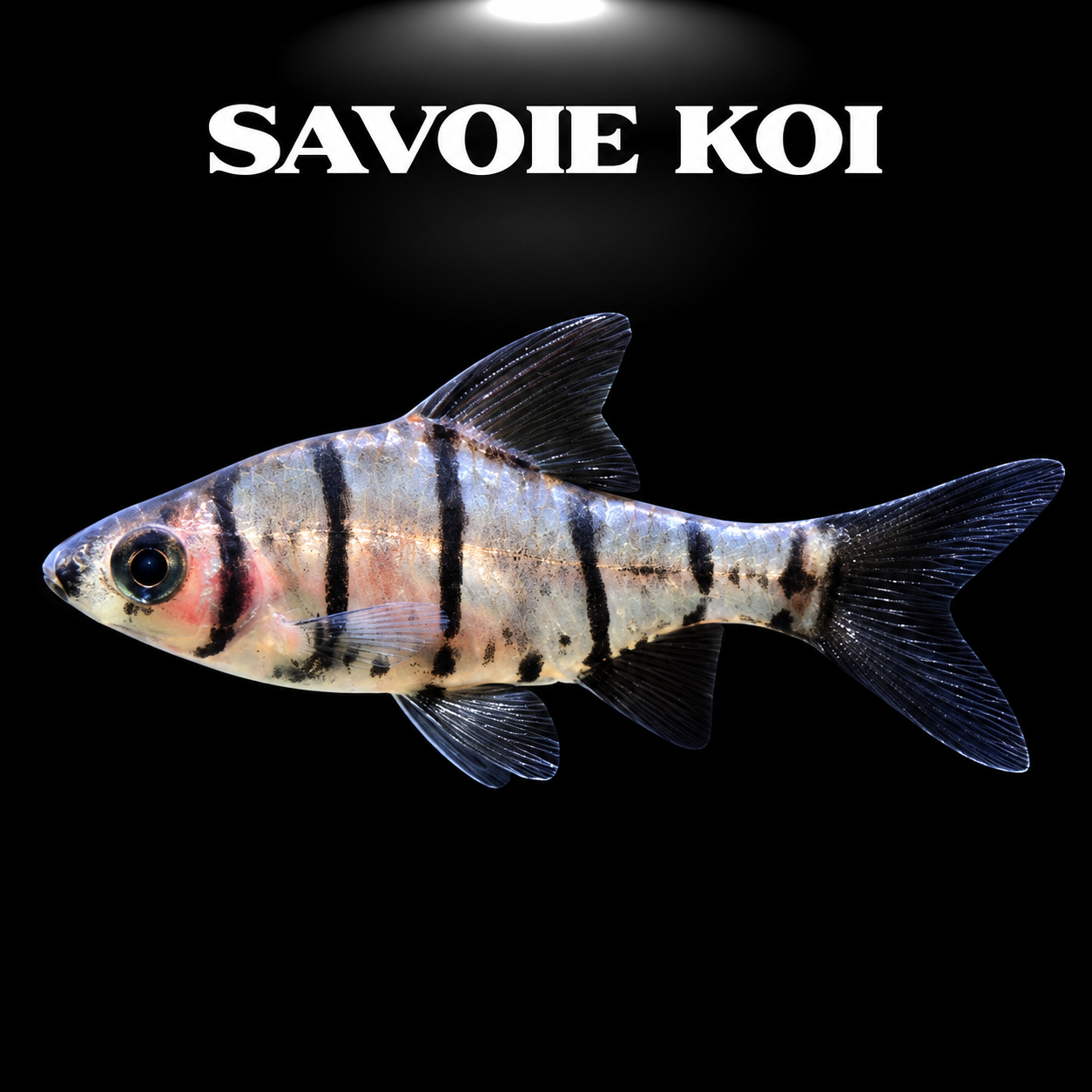 Eirmotus octozona – Eight-Banded Barb, 3 cm, huit bandes verticales brun foncé sur fond beige-doré argenté, eaux de Malaisie