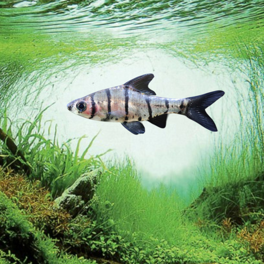 Eirmotus octozona – Eight-Banded Barb, 3 cm, huit bandes verticales brun foncé sur fond beige-doré argenté, eaux de Malaisie