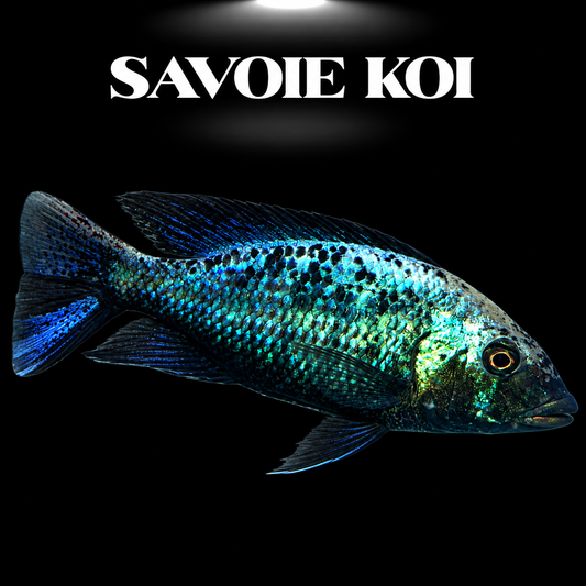 Fossorochromis rostratus 8-10 cm — cichlide fouisseur bleu métallique du Lac Malawi, museau profilé unique, spécimen sélectionné | Savoie Koi