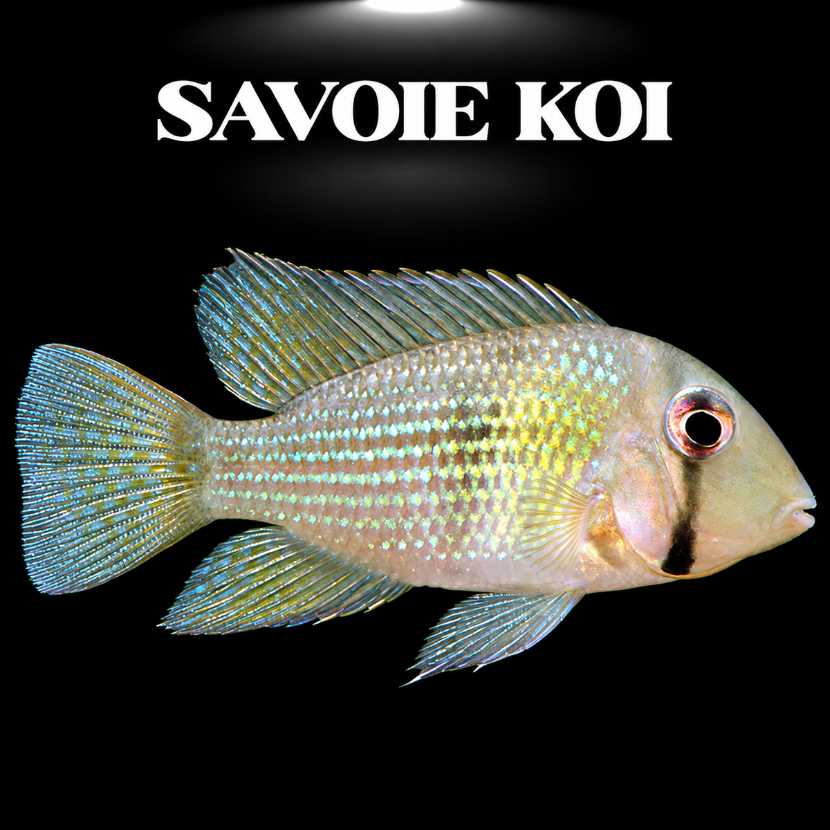 Guianacara dacrya juvénile 4-5 cm, cichlідé rare de Guyane aux reflets dorés et turquoise avec tache sous-oculaire distinctive, sur fond sombre – Savoie Koi