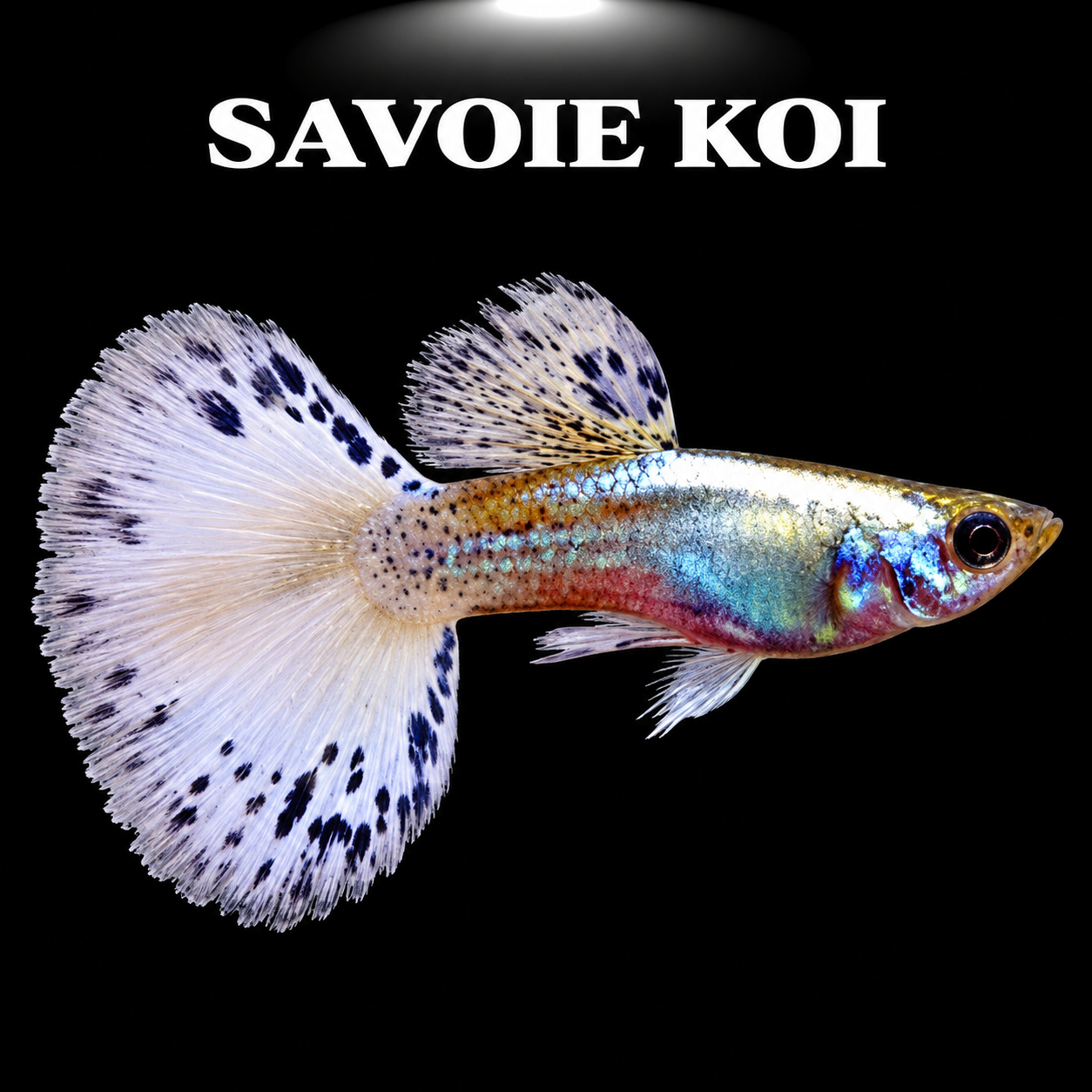 Guppy blue blond male - Poisson tropical vivipare bleu et blond pour aquarium d'eau douce