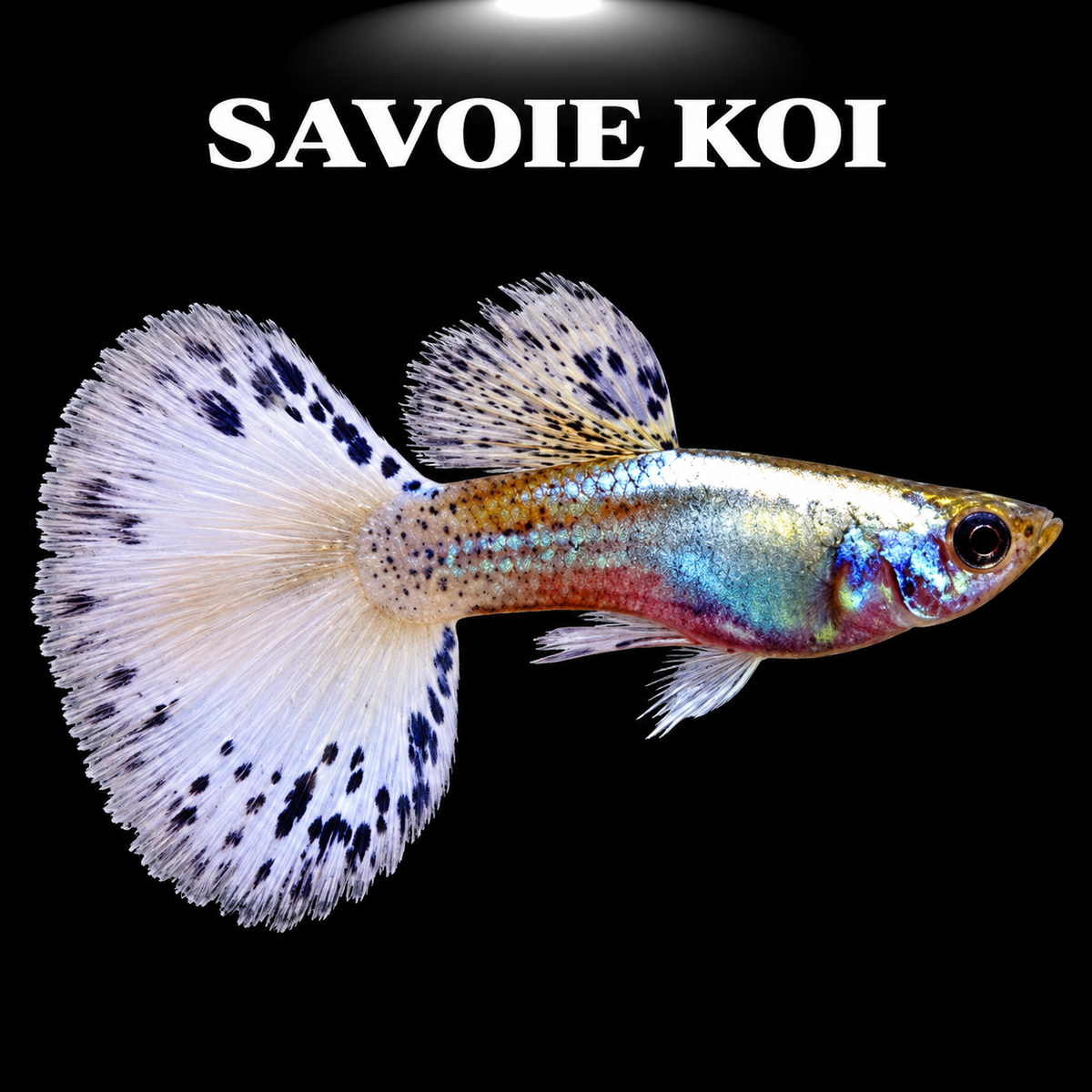 Guppy blue blond male - Poisson tropical vivipare bleu et blond pour aquarium d'eau douce