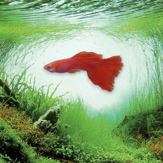 Guppy full red mâle - Poisson tropical vivipare rouge vif pour aquarium d'eau douce