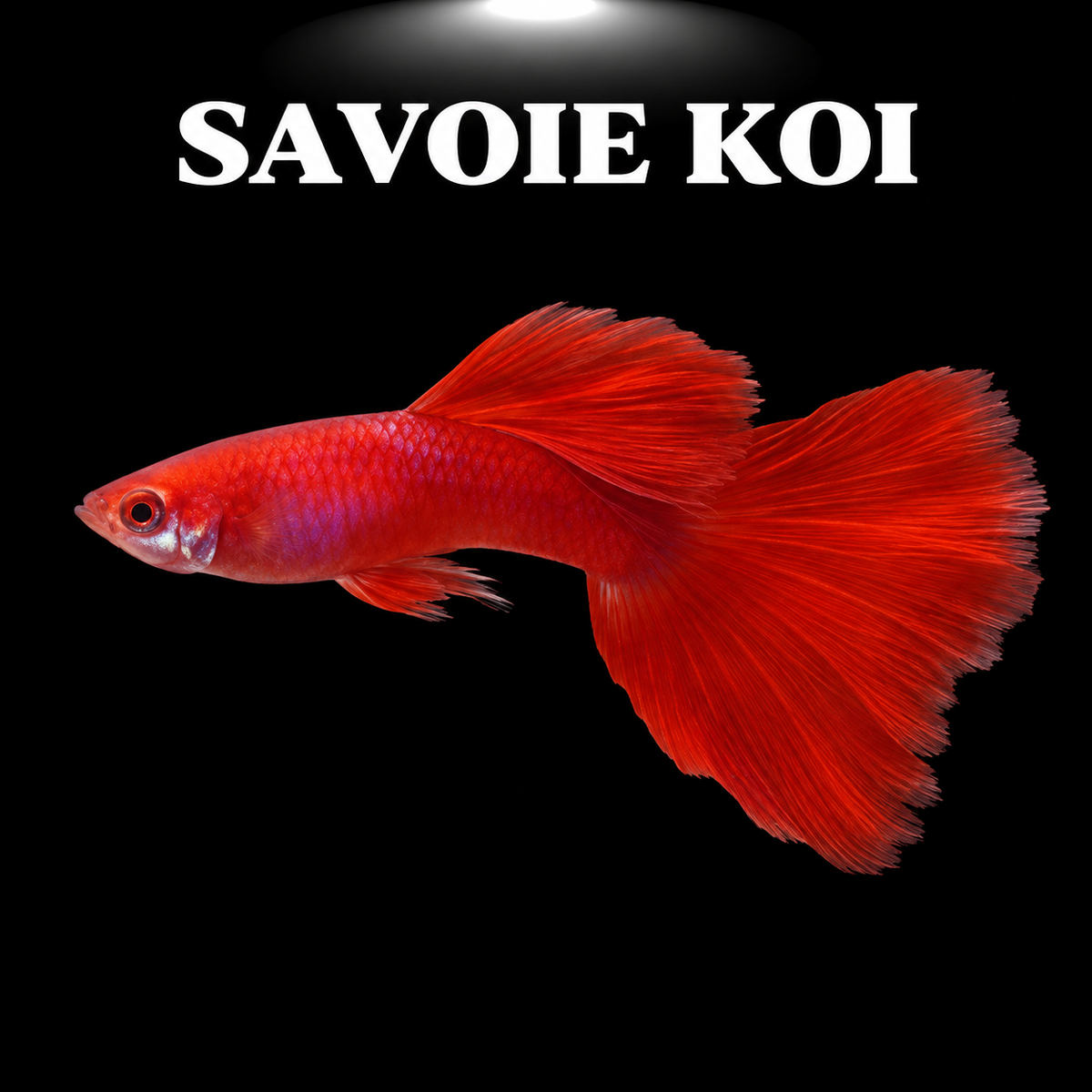 Guppy full red mâle - Poisson tropical vivipare rouge vif pour aquarium d'eau douce