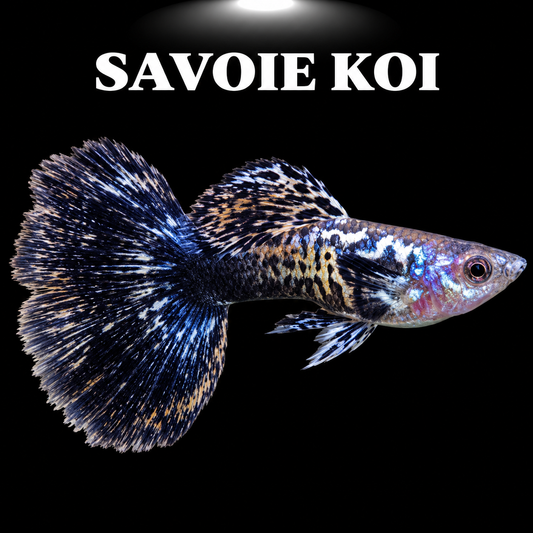 Guppy metallic blue mâle - Poisson tropical vivipare aux reflets bleus métallisés pour aquarium d'eau douce