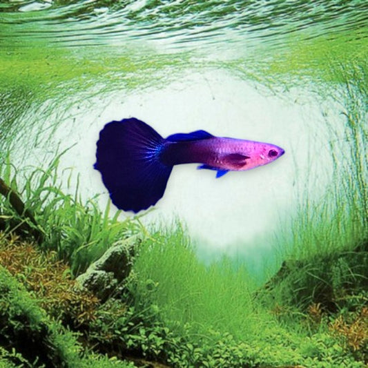 Guppy purple blue mâle - Poisson tropical vivipare aux reflets violets et bleus pour aquarium d'eau douce"