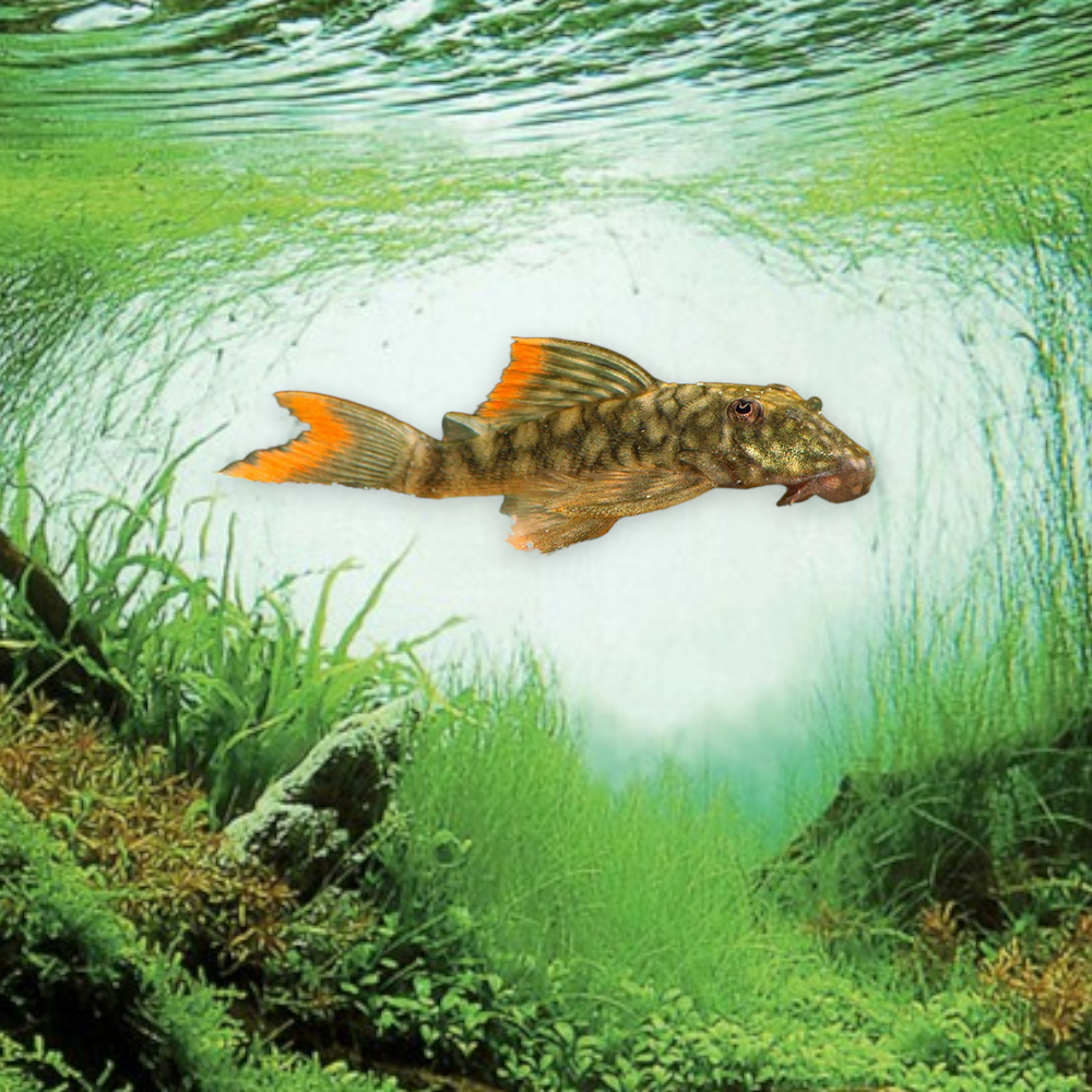 Guyanancistrus sp. L106 – Pleco des Guyanes, juvénile 4-6 cm, corps brun foncé à points clairs uniformes, eaux des Guyanes
