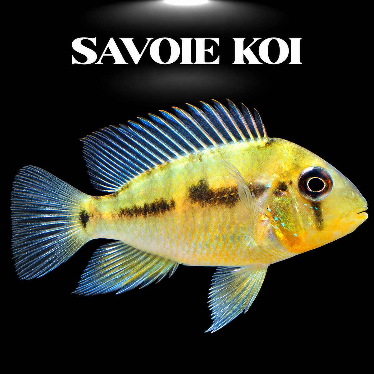 Gymnogeophagus balzanii juvénile 3-4 cm, géophage du Paraná aux teintes dorées et bleutées, précurseur de la bosse frontale du mâle, sur fond sombre – Savoie Koi