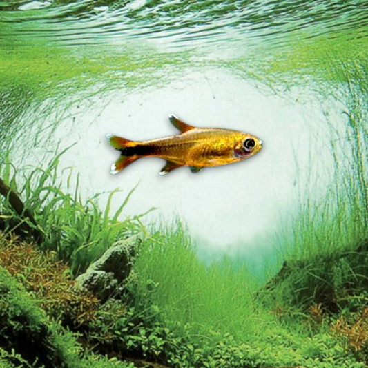 Hasemania nana (Tétra cuivré) dans aquarium planté amazonien, montrant la coloration cuivrée dorée éclatante et les nageoires bordées de blanc caractéristiques