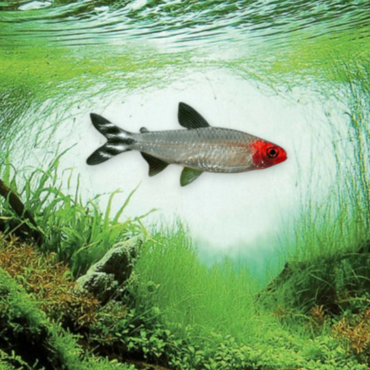 Hemigrammus bleheri (Tétra nez rouge)  montrant la tête rouge vive et les queues rayées noir et blanc caractéristiques