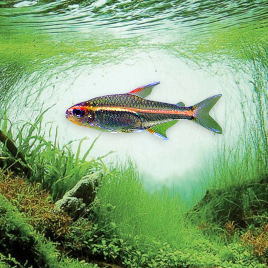 Hemigrammus erythrozonus ( Tétra neon rose ) dans aquarium planté amazonien, montrant la ligne orange-rouge lumineuse caractéristique et les reflets dorés scintillants