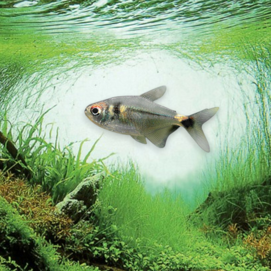 Hemigrammus ocellifer (Tétra phare) dans aquarium planté amazonien, montrant la tache oculaire dorée brillante caractéristique à la base de la nageoire caudale et le corps argenté aux reflets dorés