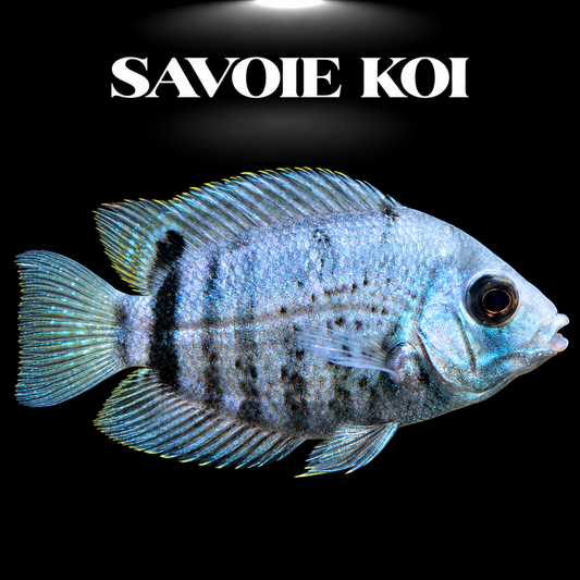 Heros sp. Blue Rio Madeira 5-6 cm, cichlідé amazonien rare au bleu métallique profond et points nacrés lumineux, sur fond sombre – Savoie Koi
