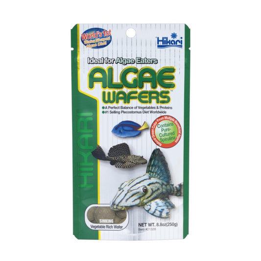 nourriture poisson de fond herbivore