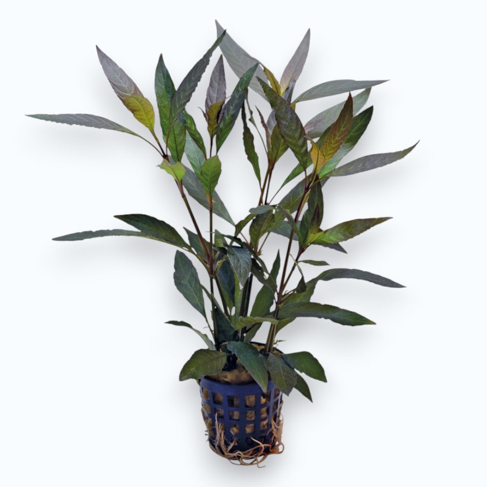 Hygrophila guianensis - Plante d'aquarium compacte pour aquascaping
