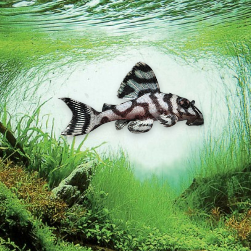 Hypancistrus L236 – Pleco Zèbre Nain, juvénile 4-5 cm, motifs rayés blanc crème sur fond sombre, rio Xingu
