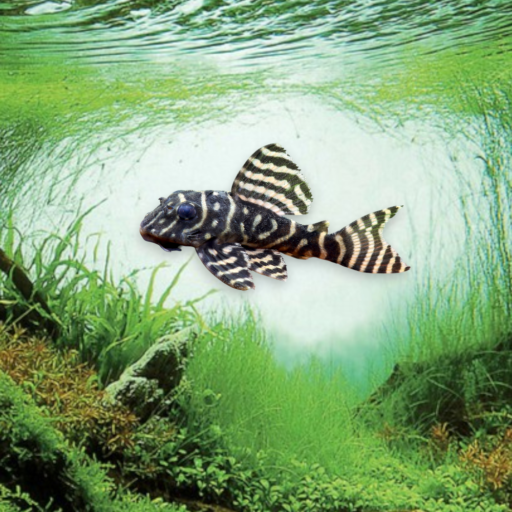 Hypancistrus L333 – King Tiger Pleco, juvénile 3-4 cm, stries et points jaune-doré sur fond noir intense, rio Xingu