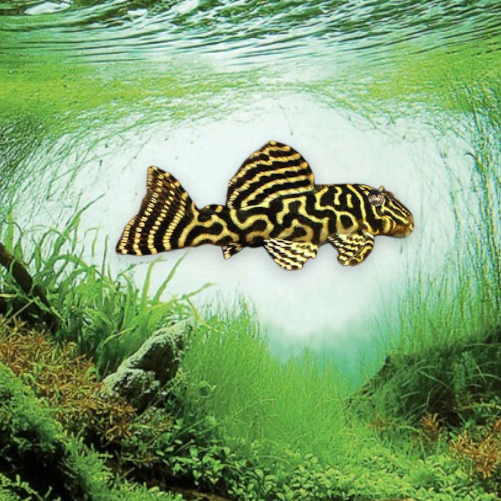Hypancistrus L340 – Mega Clown Pleco, juvénile 3-4 cm, motifs labyrinthiques blanc-crème sur fond noir intense, rio Xingu