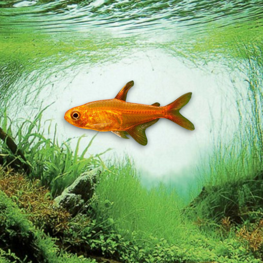 Hyphessobrycon amandae (Tétra braise) rouge orangé flamboyant, micro-poisson d'aquarium de 1,5-2 cm