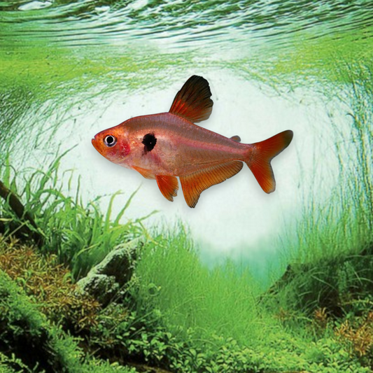 Hyphessobrycon eques (Tétra serpae) rouge orangé avec tache noire caractéristique, poisson d'aquarium tropical de 2-3 cm