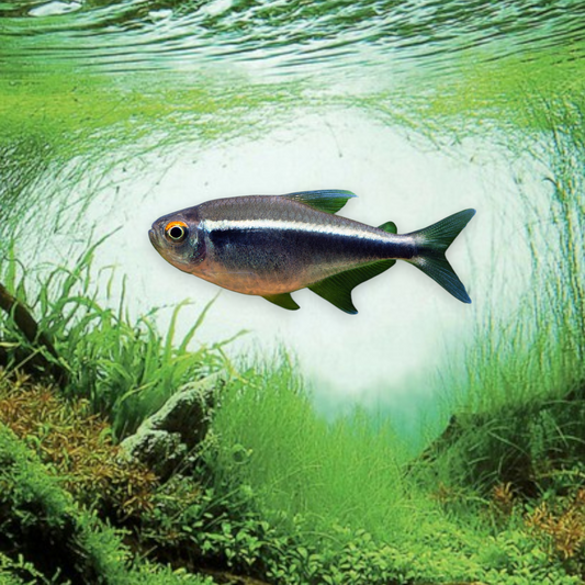 Hyphessobrycon herbertaxelrodi (Tétra néon noir) dans aquarium planté amazonien, montrant la double bande horizontale noir et blanc argenté caractéristique