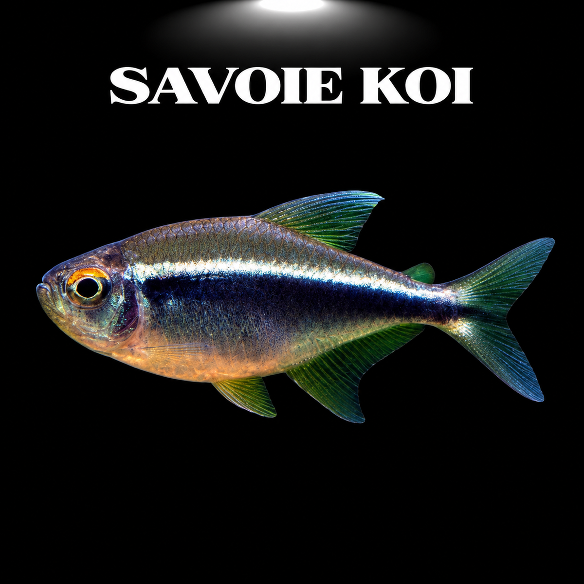 Hyphessobrycon herbertaxelrodi (Tétra néon noir) dans aquarium planté amazonien, montrant la double bande horizontale noir et blanc argenté caractéristique