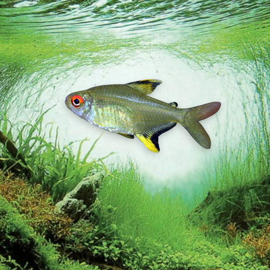 Hyphessobrycon pulchripinnis (Tétra citron) dans aquarium planté amazonien, montrant la coloration jaune citron éclatante et les nageoires bordées de noir caractéristiques