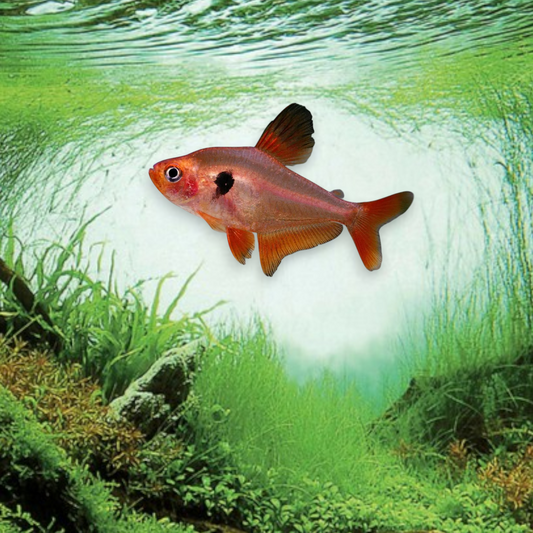 Hyphessobrycon sweglesi (Tétra fantôme rouge) - Poisson tropical d'aquarium rouge rosé translucide avec tache noire caractéristique et nageoires développées