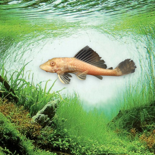 Hypostomus plecostomus Gold – Pleco Commun Doré, juvénile 4-5 cm, l