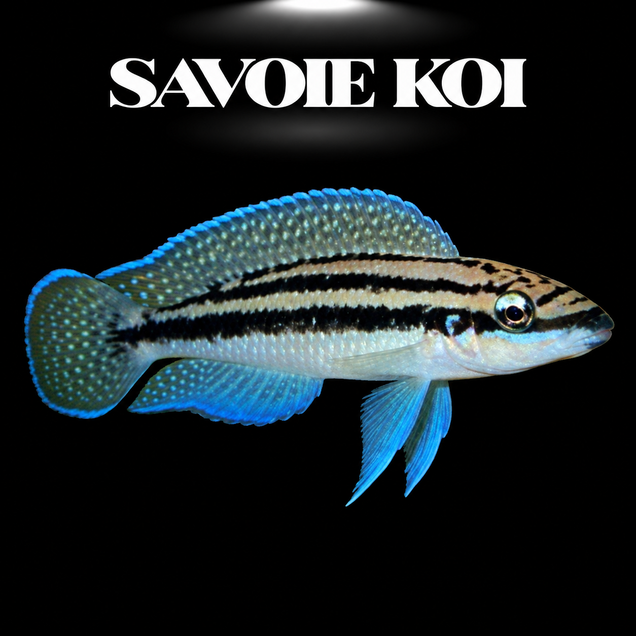 Julidochromis dickfeldi 4-5 cm — cichlide rupicole bandes bleues iridescentes sur rochers, fond noir, SAVOIE KOI