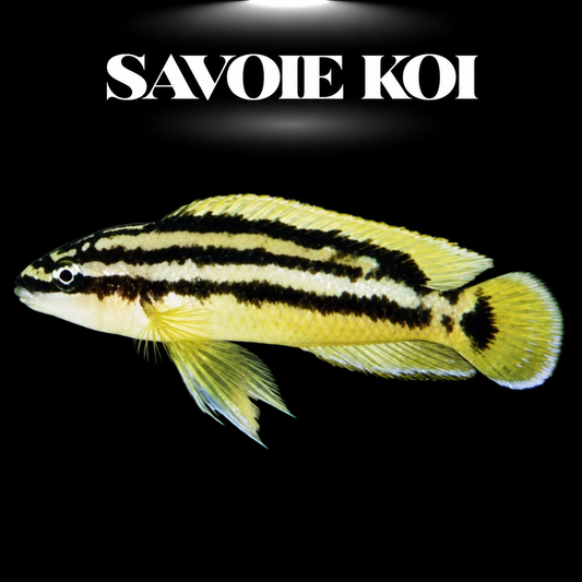Julidochromis ornatus Kasanga 3-4 cm — cichlide rupicole jaune-or bandes noires sur rochers, fond noir, SAVOIE KOI