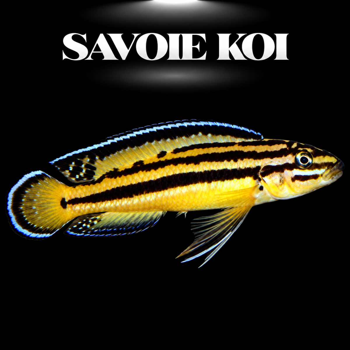 Julidochromis regani Kipili 4-5 cm — cichlide rupicole bandes noires reflets bleus sur rochers, fond noir, SAVOIE KOI