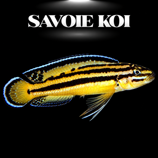 Julidochromis regani Kipili 4-5 cm — cichlide rupicole bandes noires reflets bleus sur rochers, fond noir, SAVOIE KOI