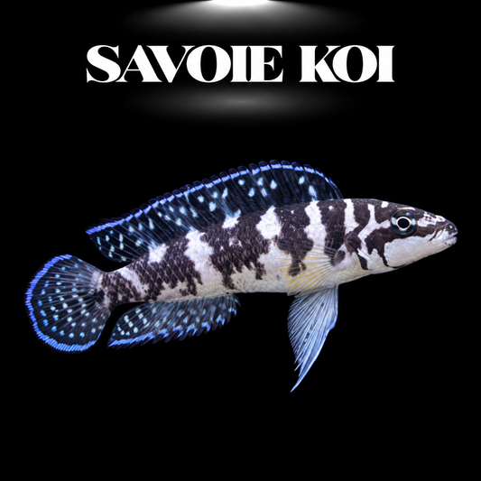 Julidochromis transcriptus 3-5 cm — cichlide rupicole blanc et noir contrasté sur rochers, fond noir, SAVOIE KOI