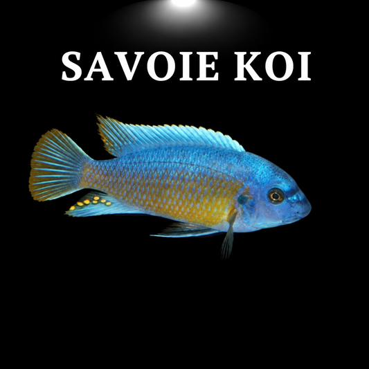 Labeotropheus fuelleborni Katale 4-6 cm – Mbuna bleu-orange à museau épais du lac Malawi, variété géographique Katale Island