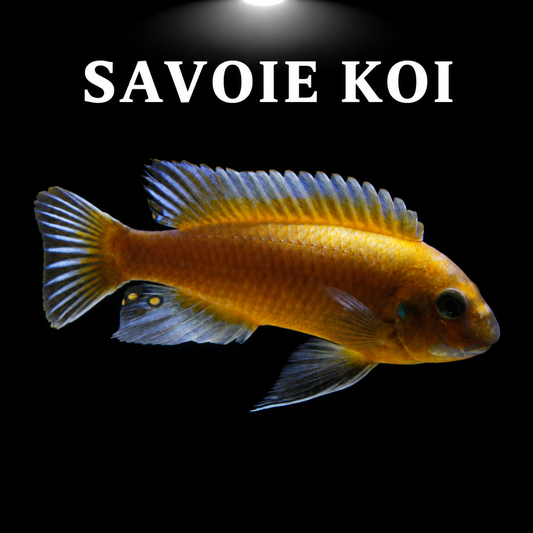 Labeotropheus trewavasae Chilumba 4-6 cm – Mbuna à museau court du lac Malawi, morphes bleu, OB et orange, variété Chilumba