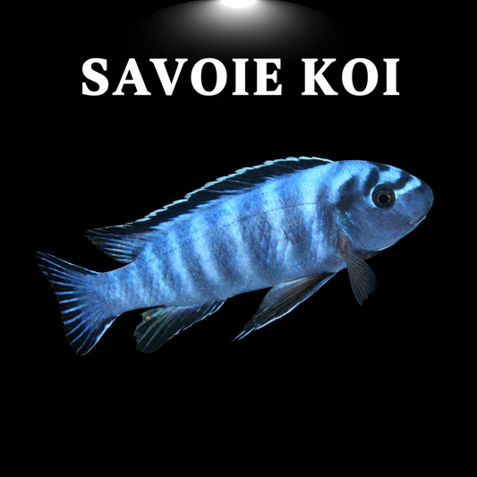 Labeotropheus trewavasae Higga Reef 4-6 cm – Mbuna à museau court du lac Malawi, morphes bleu, OB et orange, variété Higga Reef