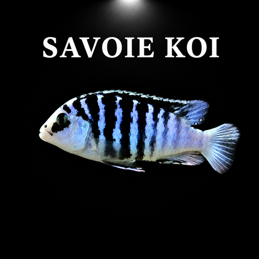 Labidochromis chisumulae chizumulu 3-4 cm - Cichlidé du lac Malawi bleu-violet profond avec reflets métalliques